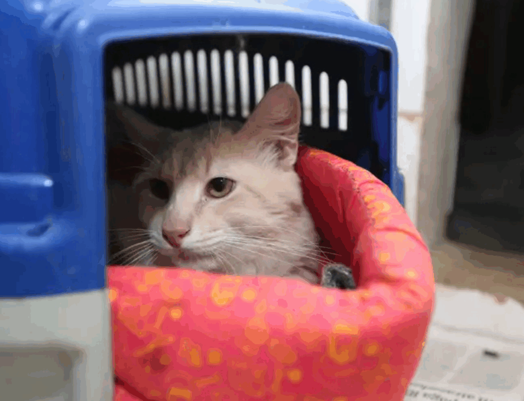 Dois gatos são resgatados após suspeita de maus-tratos em apartamento em Braço do Norte