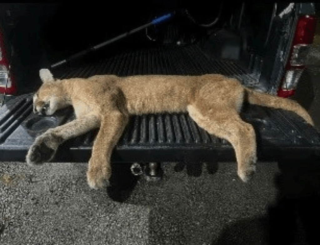 Puma é encontrado morto após atropelamento na rodovia entre Tubarão e Pedras Grandes