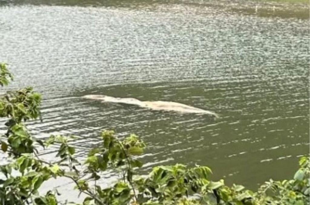 Filhote de baleia-franca é encontrado morto em lagoa de Garopaba - Foto: Divulgação
