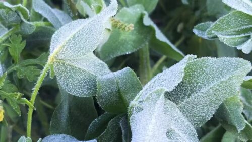 Geada surpreende São Joaquim em pleno novembro e forma paisagem de inverno