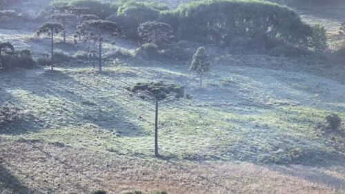 Geada surpreende a serra catarinense em manhã mais fria de novembro