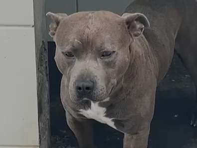 Homem é preso por abandono e maus-tratos a cão em Florianópolis