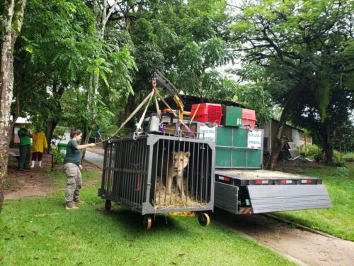 Jovem morre após invadir jaula de leoa em zoológico na Paraíba