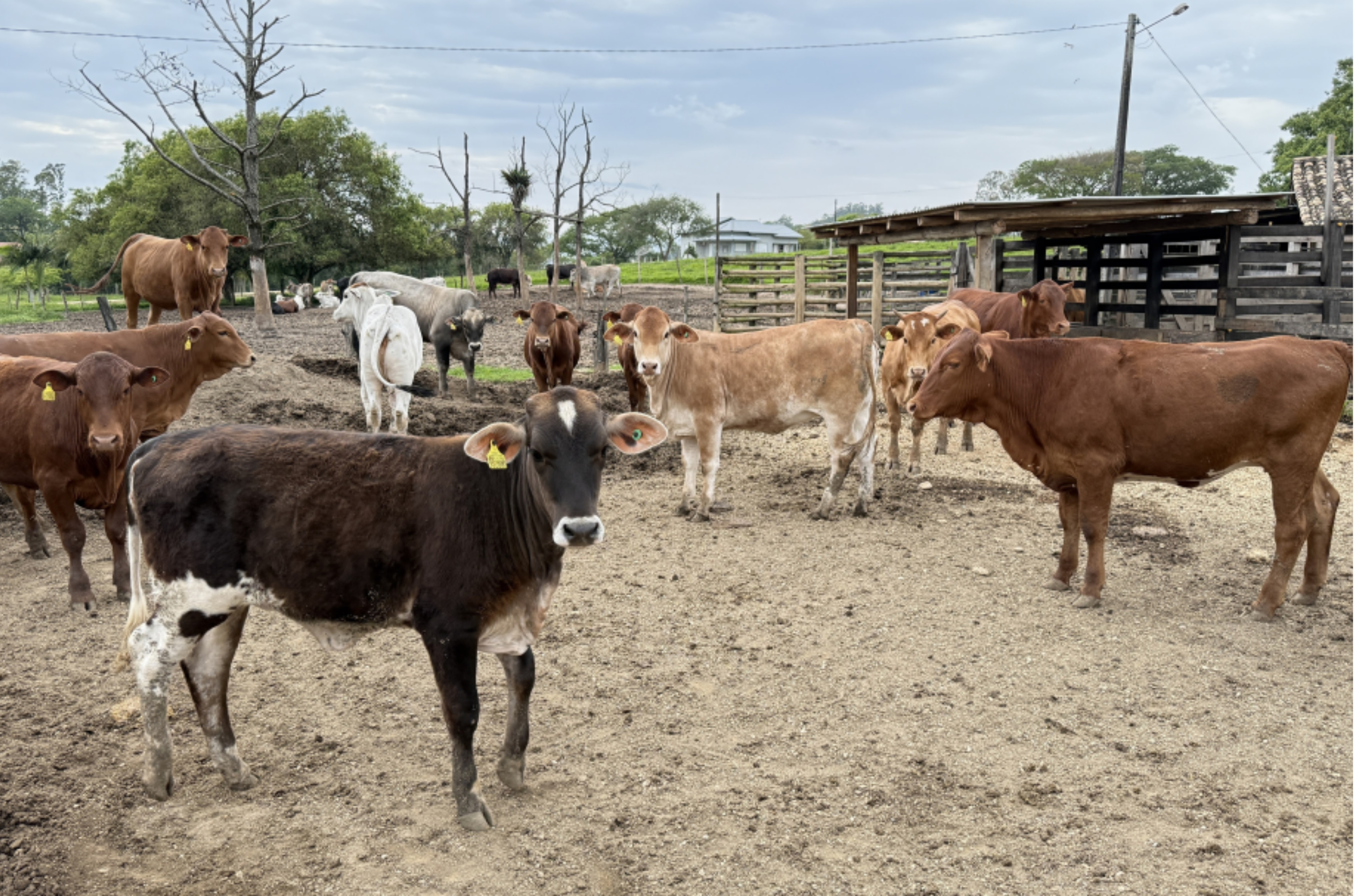 Morro da Fumaça inicia cadastro para entrega gratuita de sêmen bovino