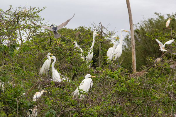 Ninhal de garças encanta moradores e reforça importância da preservação em São José
