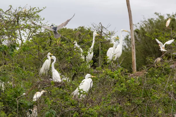 Ninhal de garças encanta moradores e reforça importância da preservação em São José