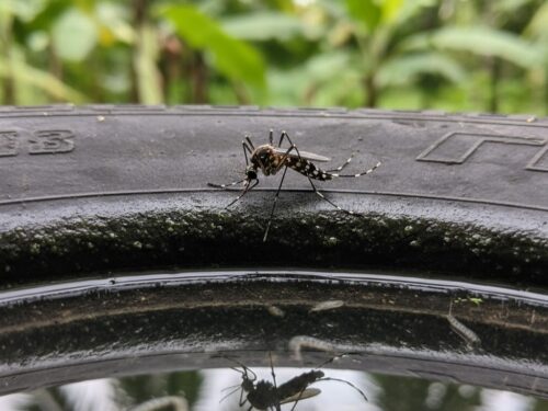Santa Catarina intensifica ações contra avanço da dengue e da chikungunya