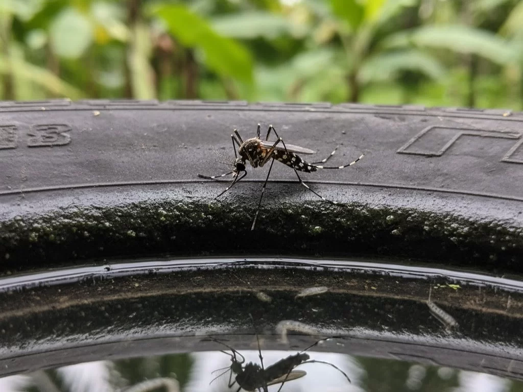 Santa Catarina intensifica ações contra avanço da dengue e da chikungunya