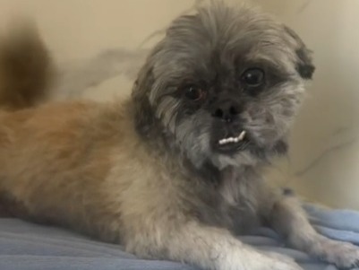 Três mulheres são indiciadas por abandono de cão em petshop de Florianópolis