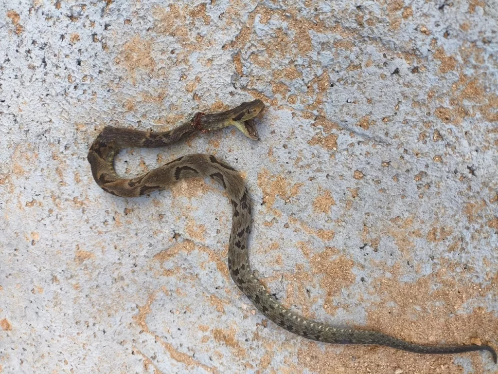 Trabalhador é picado por cobra peçonhenta durante serviço em Blumenau