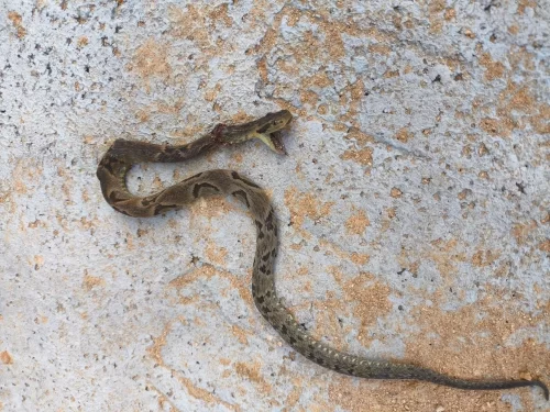 Trabalhador é picado por cobra peçonhenta durante serviço em Blumenau