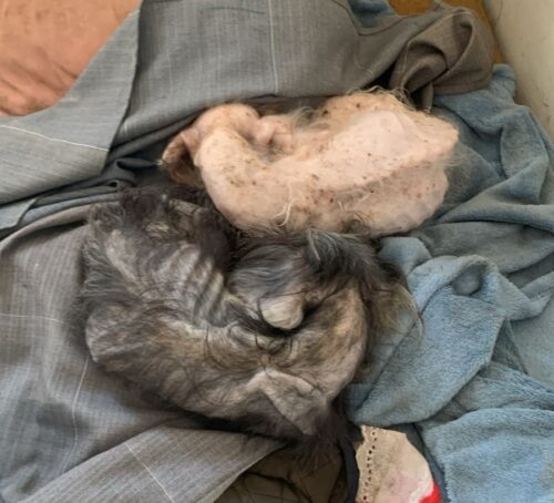 Cães desnutridos em local precário levam mulher a prisão na Capital por maus-tratos