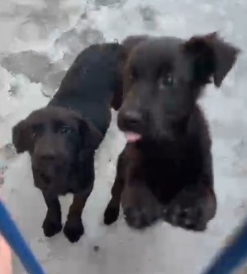 Homem é indiciado por abandonar cães com sede e fome na Capital