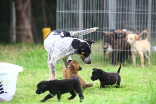 Feiras de Adoção de cães serão promovidas neste sábado em Itajaí