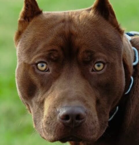 Cão pitbull encontrado solto provoca acionamento da PM em Braço do Norte