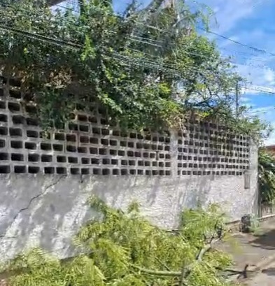 Árvore de grande porte cai sobre residência e imóvel é interditado em Biguaçu