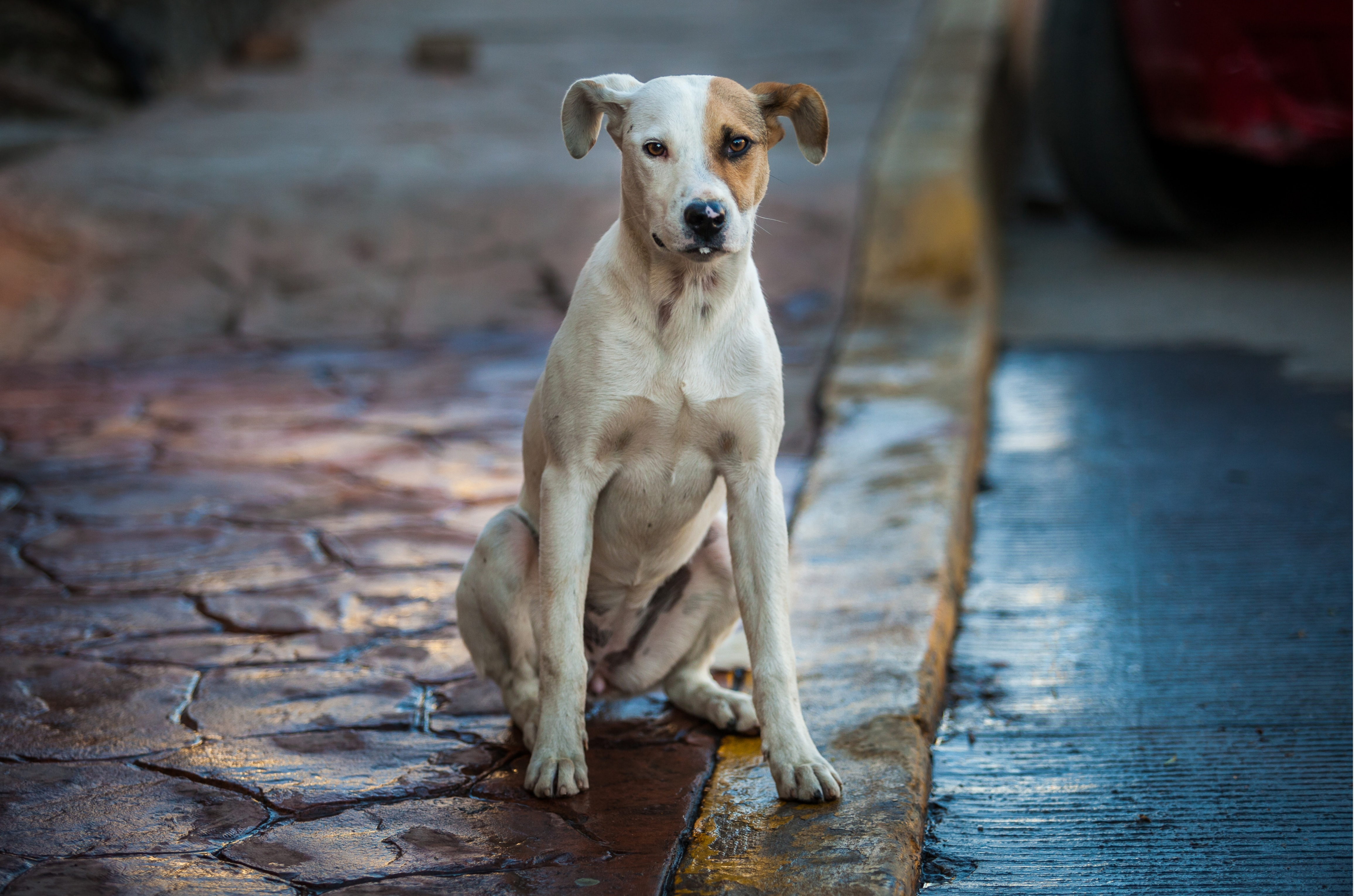 Balneário Gaivota intensifica ações contra abandono de animais