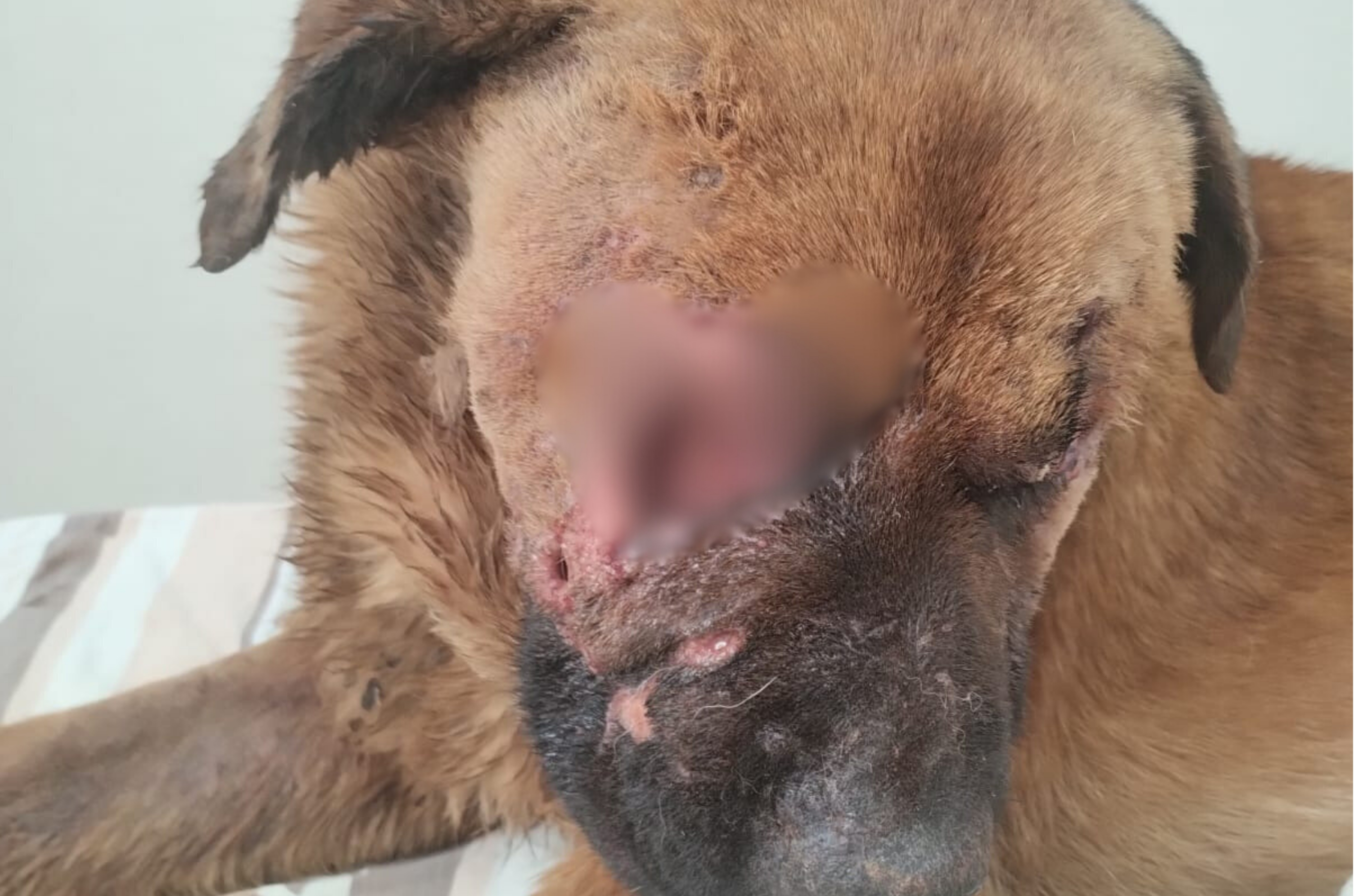 Cachorro é resgatado em estado crítico após ser torturado e jogado de ponte em Tubarão