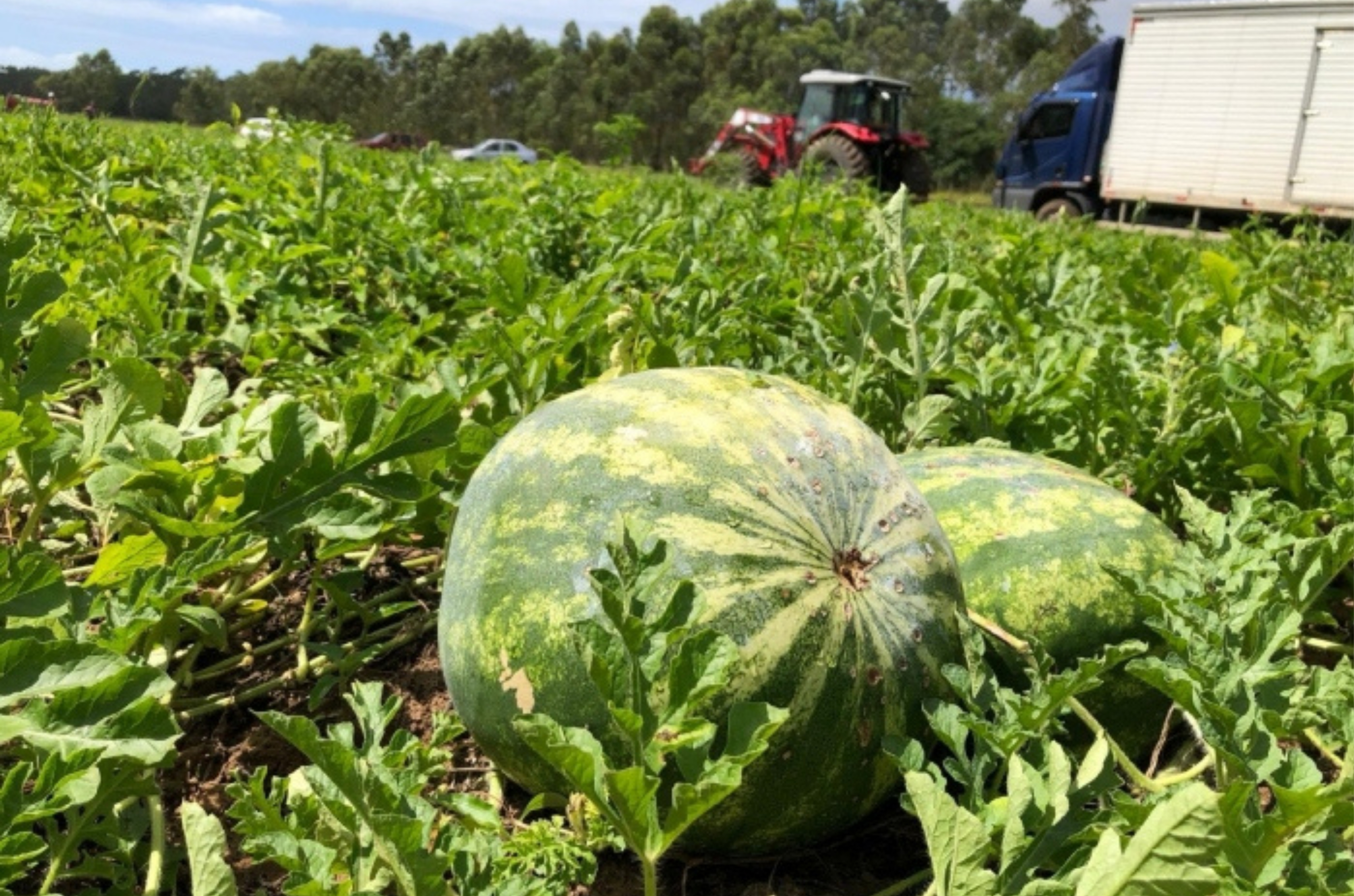 Calor excessivo exige cuidados extras no cultivo da melancia no Sul de Santa Catarina