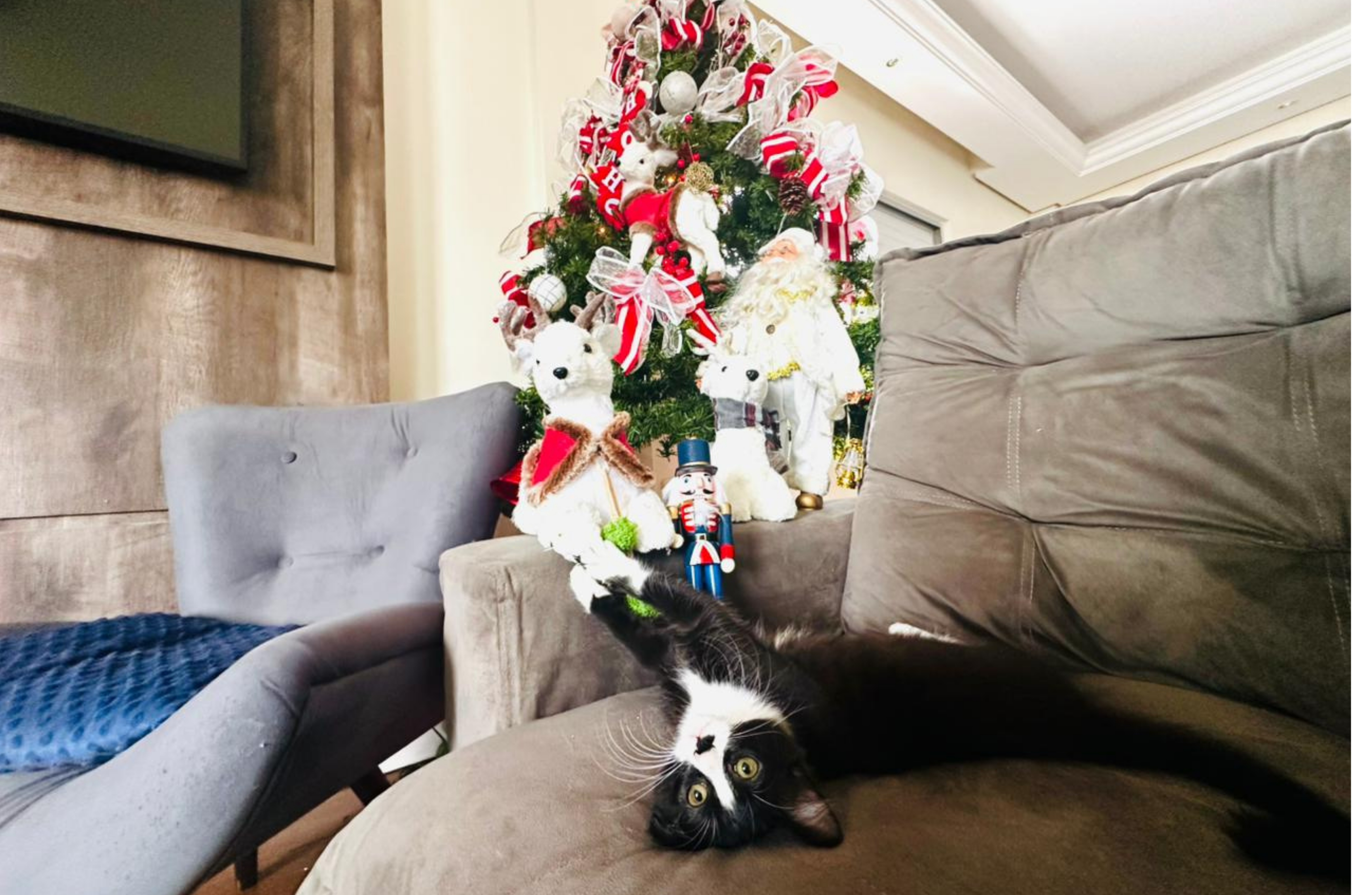 Como proteger a árvore de Natal contra gatos e evitar acidentes