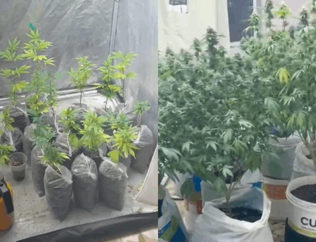 Polícia encontra estufa com 29 pés de maconha em residência de Imbituba