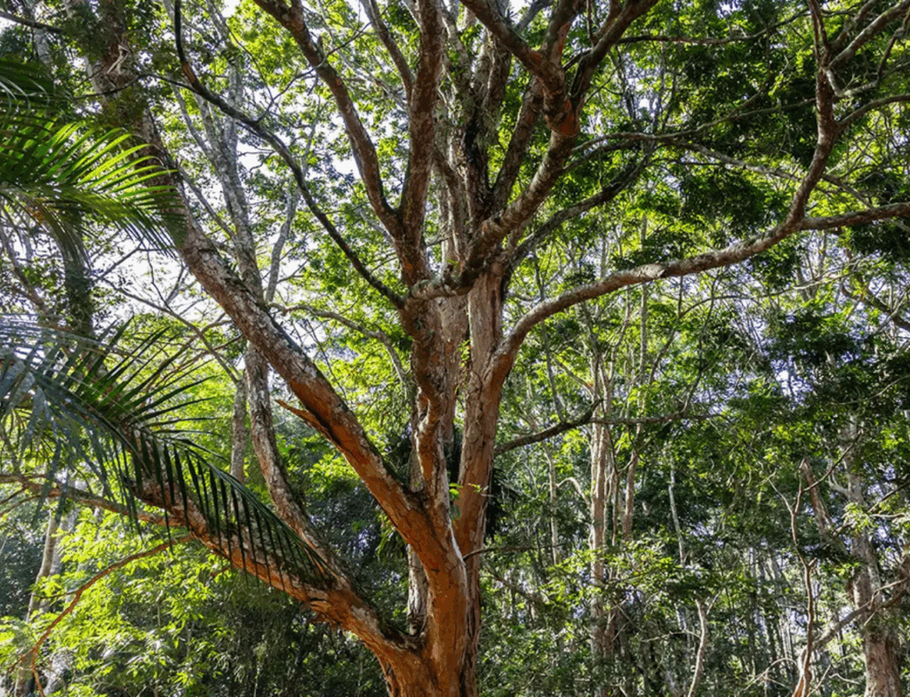 Acordo internacional cria rastreamento global para proteger o pau-brasil
