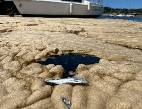Mancha de espuma marrom volta a aparecer na Lagoa da Conceição