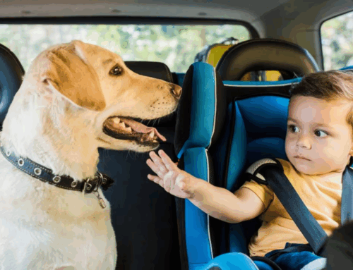 Como saber quem é a pessoa preferida do cão na família