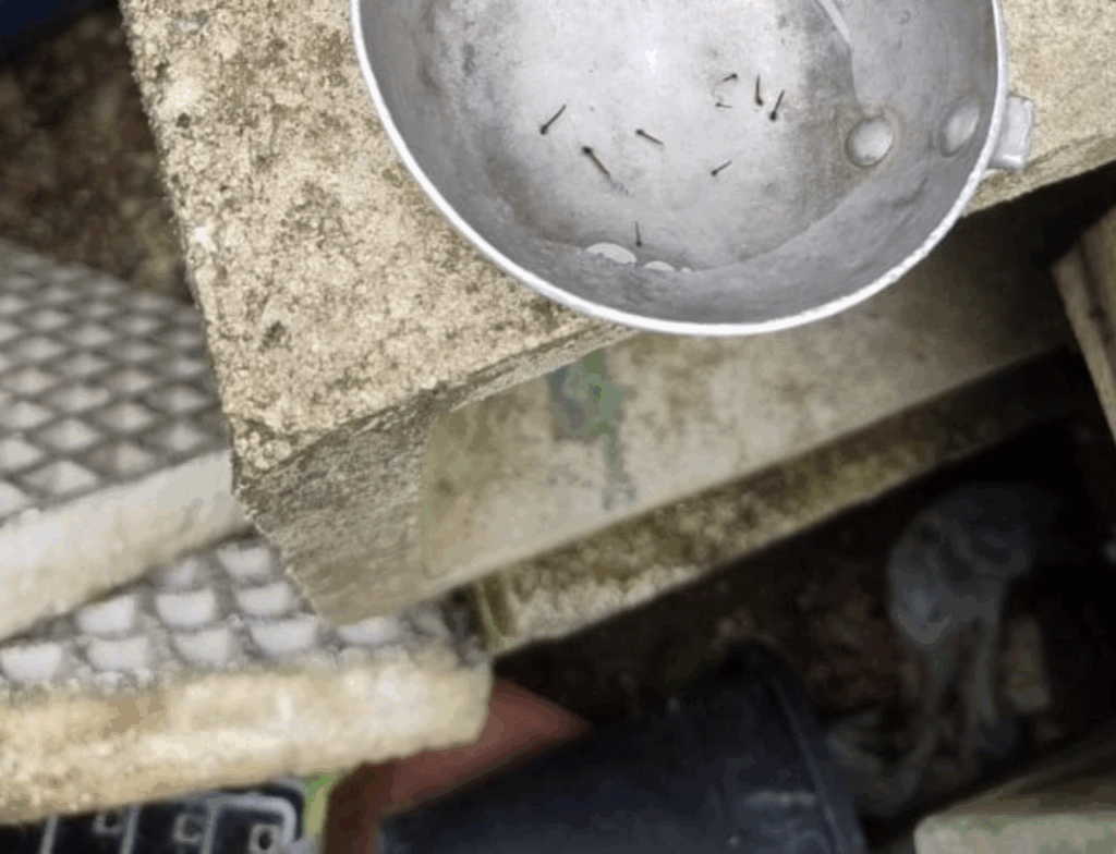 Gravatal confirma 21º foco do Aedes aegypti em 2025 no Jardim Andréia