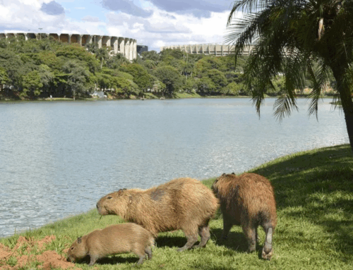 Ataque de capivara em Florianópolis reacende alerta sobre riscos em áreas naturais