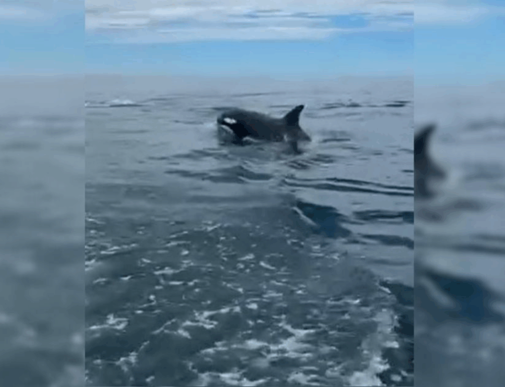 Pescador registra rara interação entre orcas e golfinhos no litoral de SC