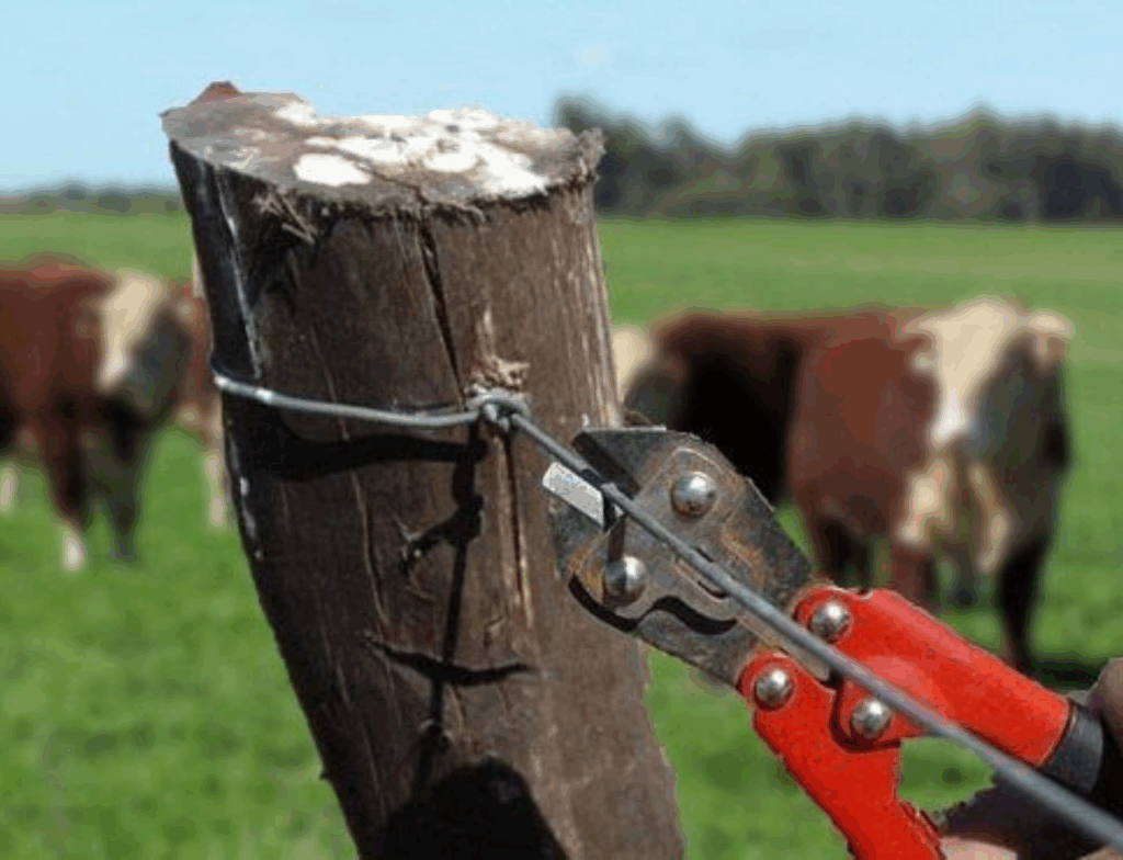 Furto de gado é registrado em Pedras Grandes