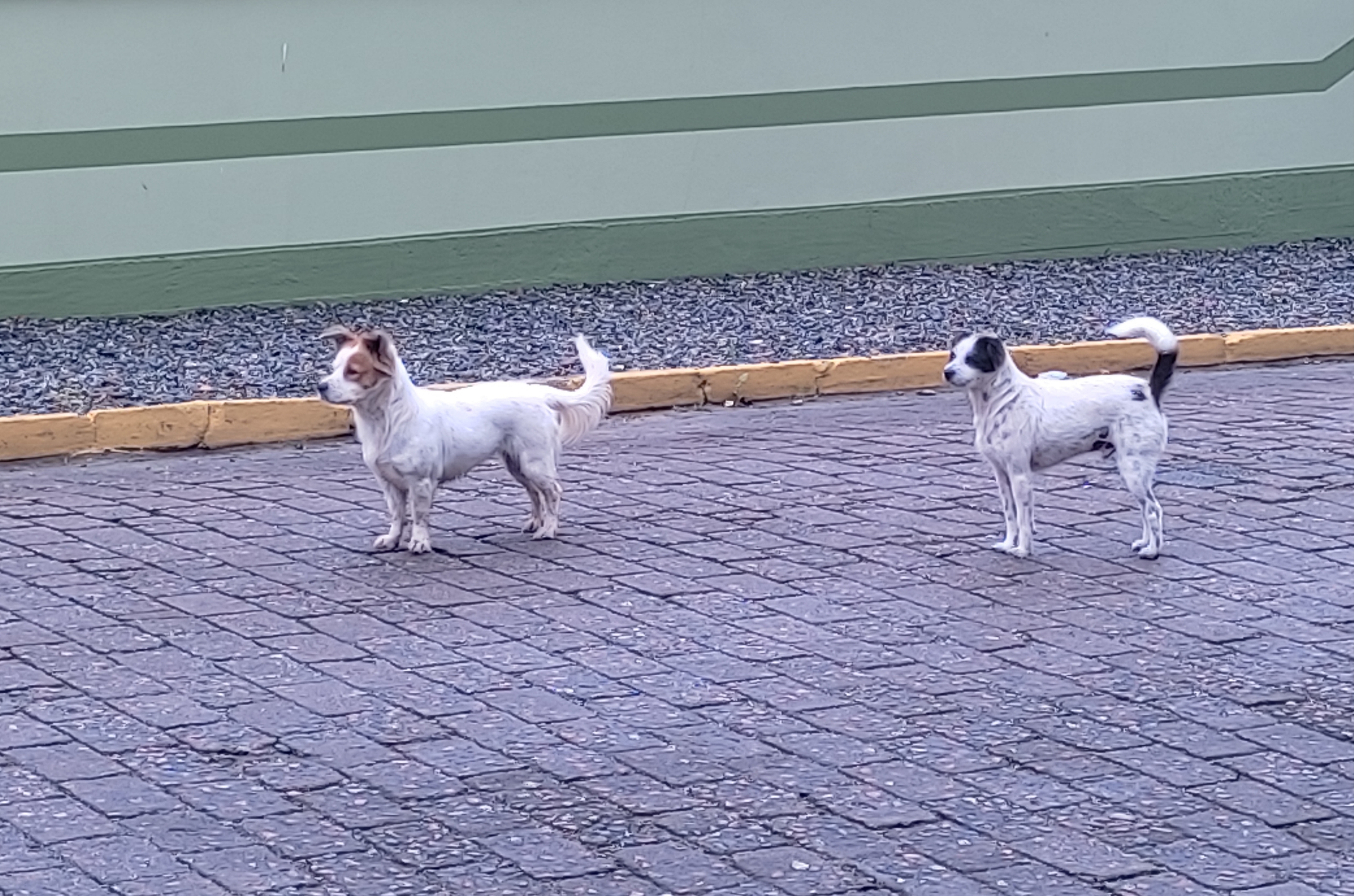 Dezembro Verde alerta para aumento do abandono de animais em Santa Catarina