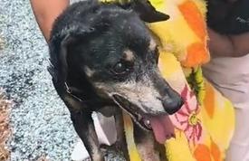 Dois cães idosos são resgatados em situações de risco pelo em BC