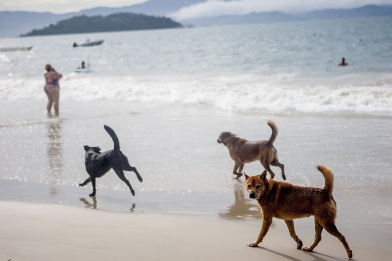 Florianópolis atualiza regras para circulação de animais em praias após aprovação na Câmara - Foto: Flavio Tin
