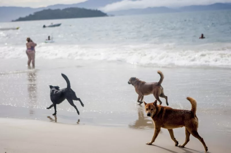 Florianópolis atualiza regras para circulação de animais em praias após aprovação na Câmara