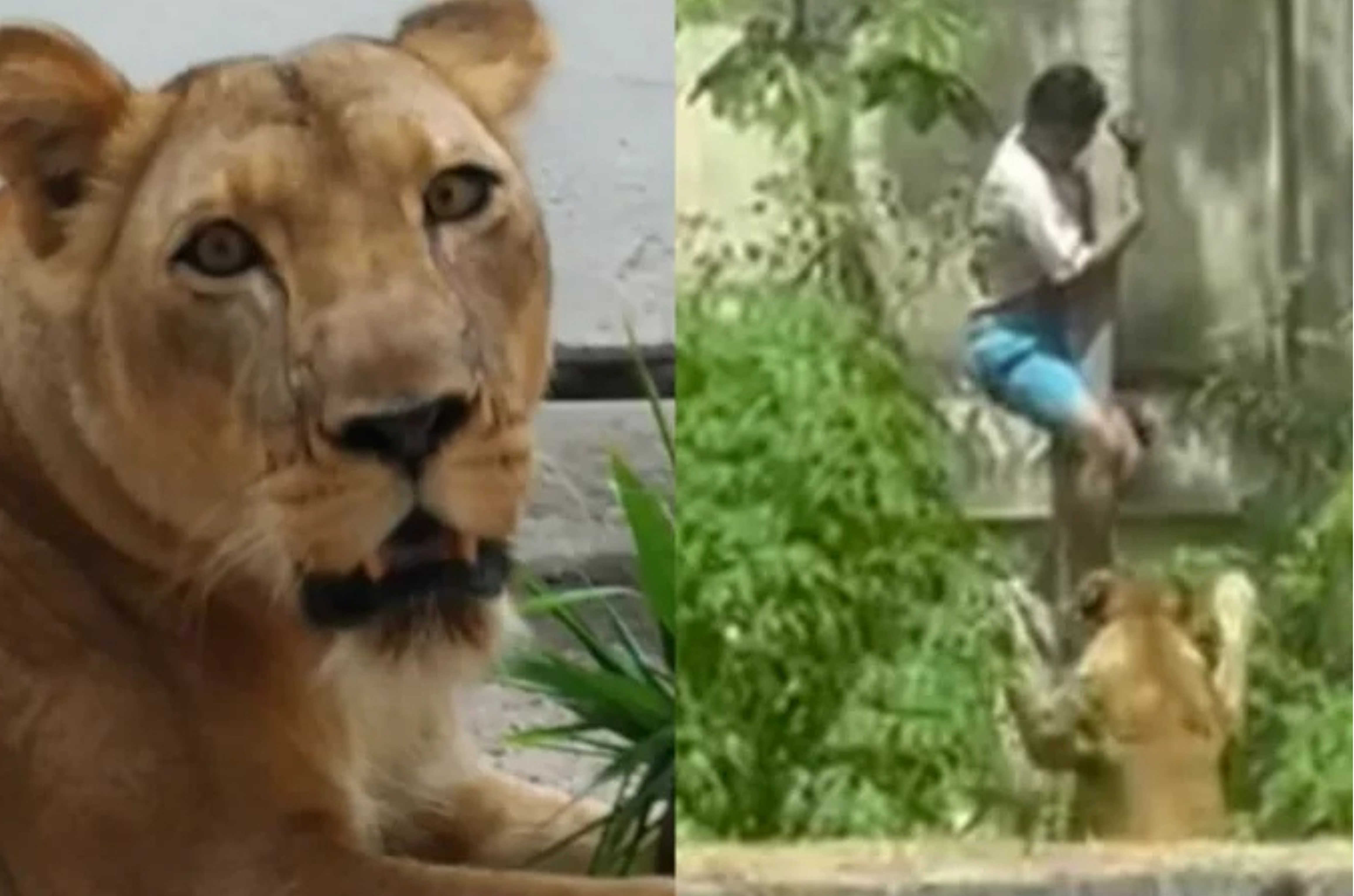 Jovem morto por leoa em João Pessoa tinha histórico de transtornos mentais e múltiplas ocorrências policiais