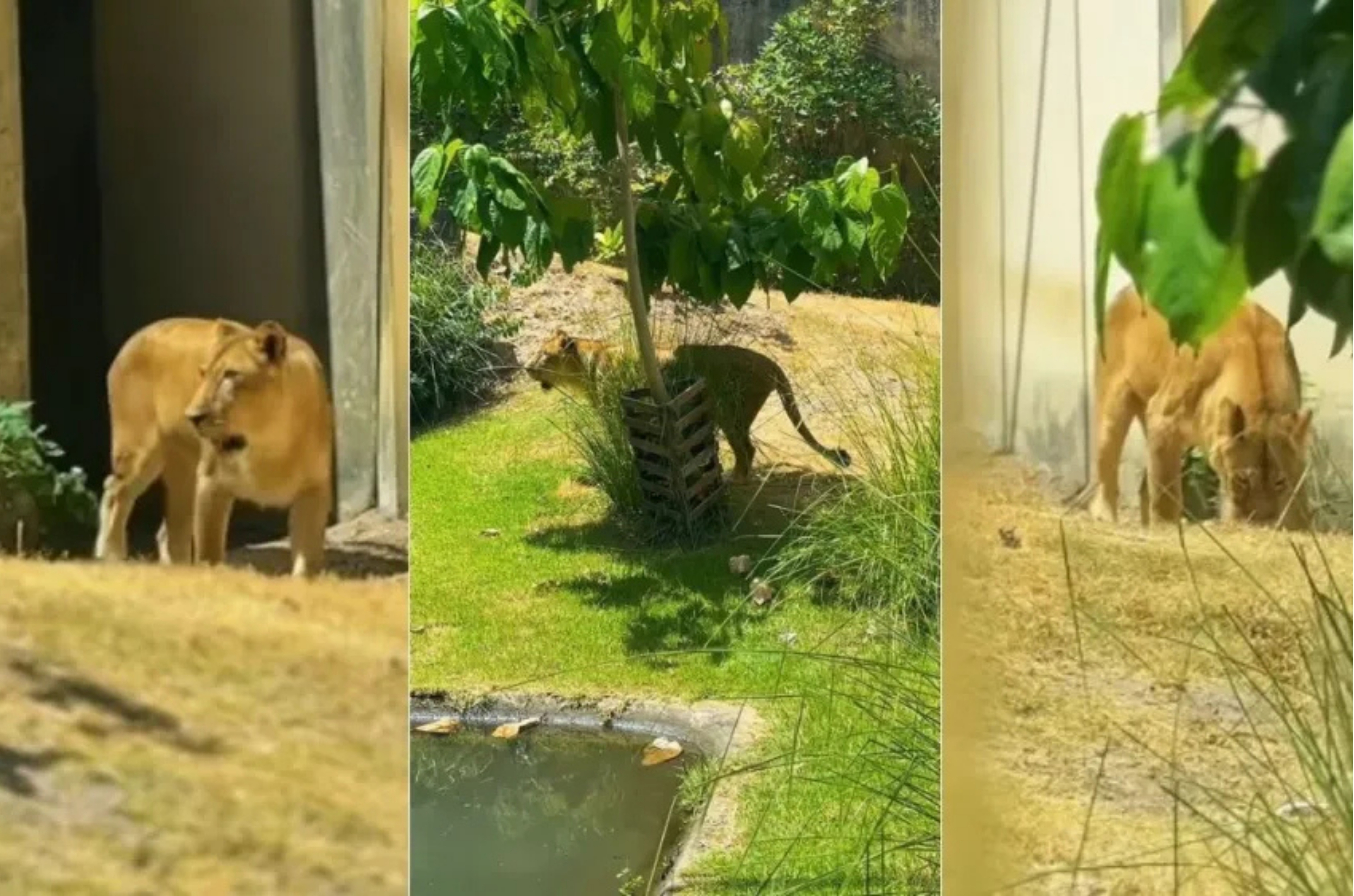 Leoa retorna ao recinto após morte de jovem em zoológico da Paraíba