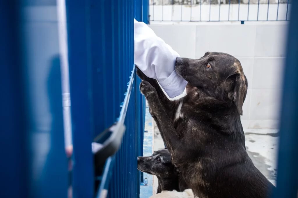 Novo Hospital Veterinário Municipal de Florianópolis terá atendimento gratuito e 24 horas