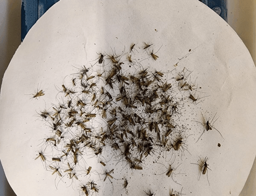 Pesquisa da UFSC identifica pela primeira vez mosquito transmissor da febre amarela em SC