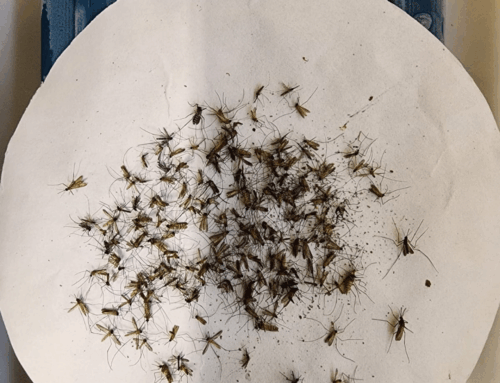 Pesquisa da UFSC identifica pela primeira vez mosquito transmissor da febre amarela em SC