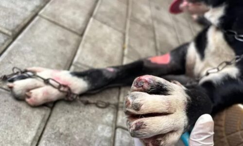 Polícia Civil prende homem por maus-tratos a cão em Blumenau