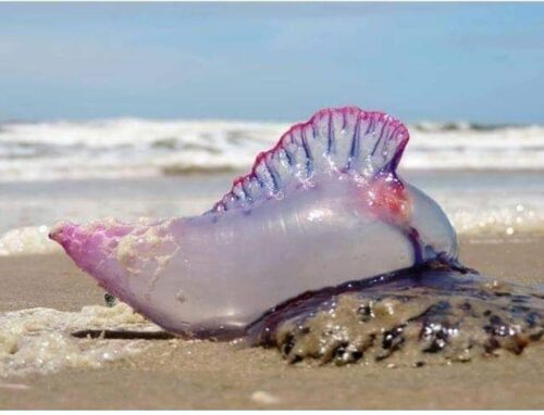 Praias de SC registram aumento de águas-vivas no início do verão