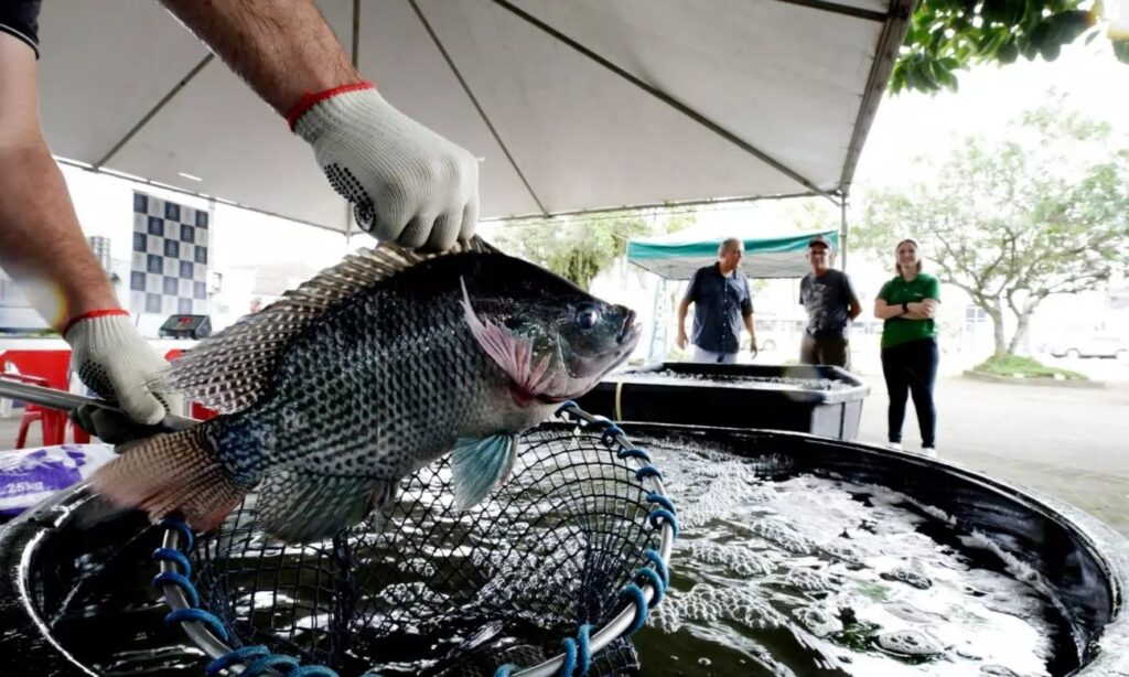 Santa Catarina proíbe tilápia do Vietnã por risco sanitário