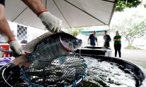 Santa Catarina proíbe tilápia do Vietnã por risco sanitário