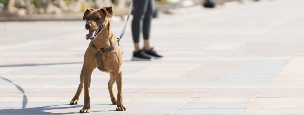 São José amplia proteção animal com novas leis sobre trânsito e circulação de cães - Foto: Divulgação/PMSJ