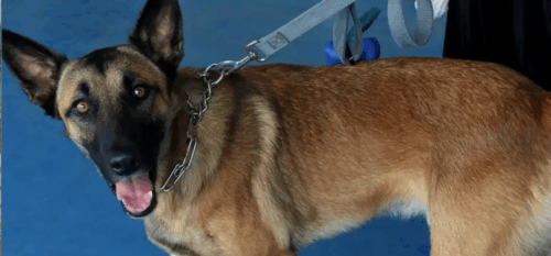 São José aprova lei que proíbe cães acorrentados e prevê multas de até R$ 5 mil