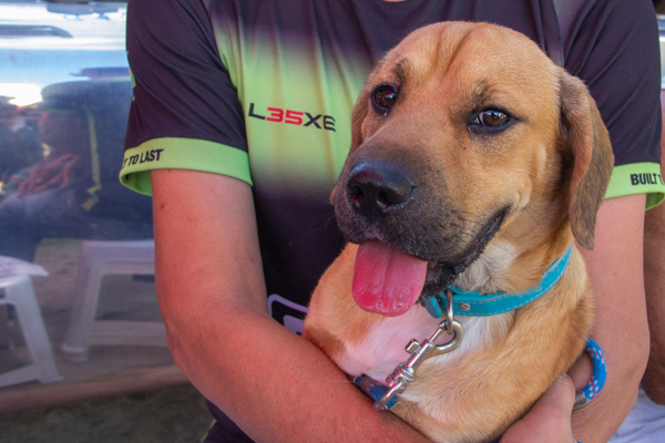 São José realiza último mutirão de castração do ano nesta quinta-feira