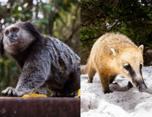 Saúde alerta para aumento de acidentes com saguis e quatis em Florianópolis