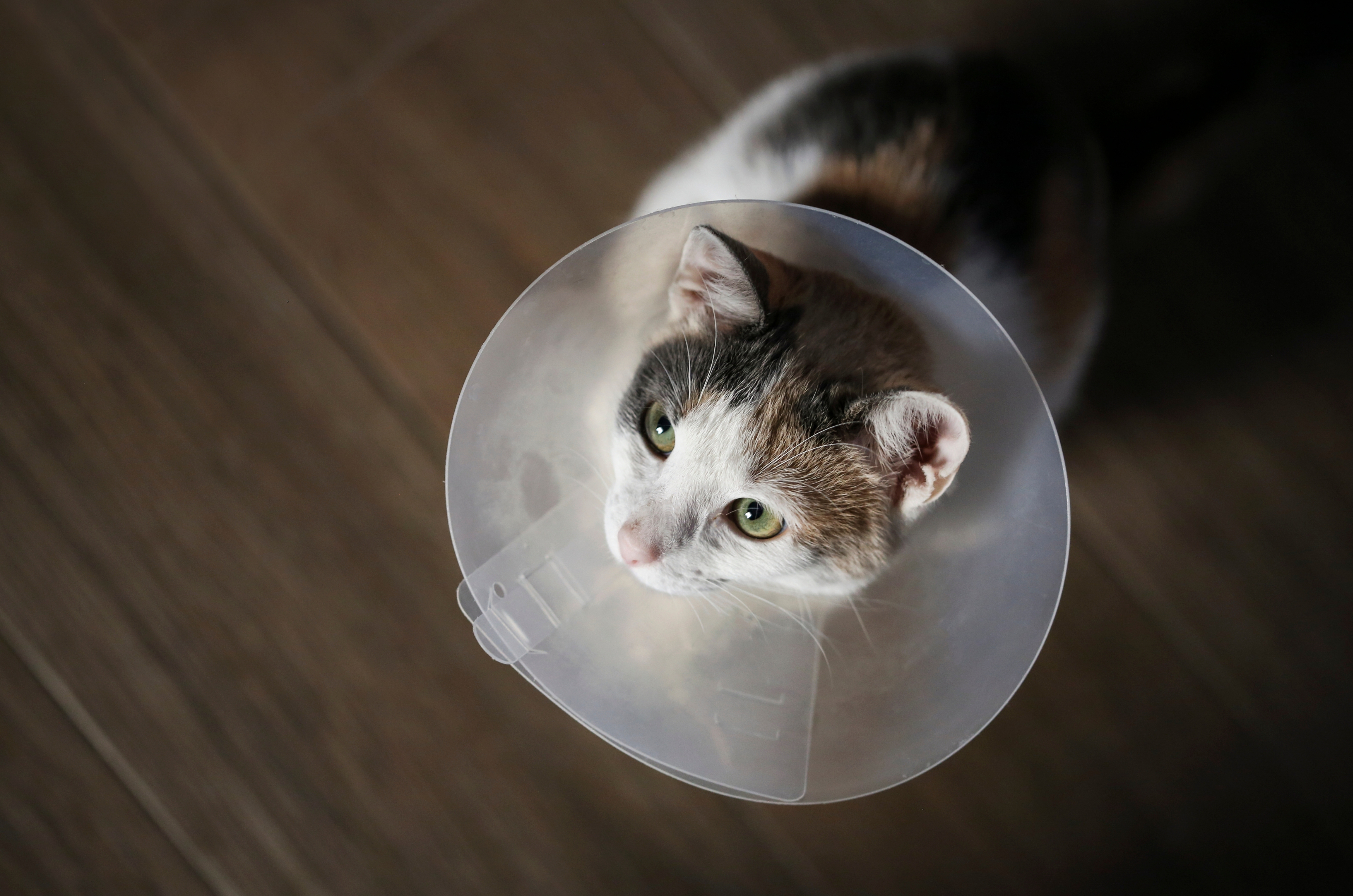 Pet Levado a Sério: Urussanga recebe primeira etapa estadual